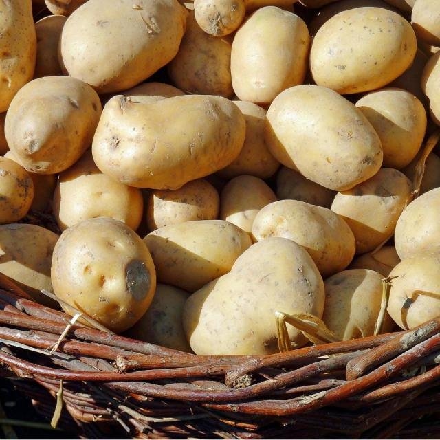 Fresh Potatoes - Wholesale Vegetable Supplier