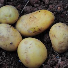 Fresh Potatoes - Wholesale Vegetable Supplier