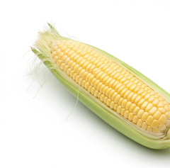 Fresh Sweet Corn - Premium Whole Ears for Wholesale Supply