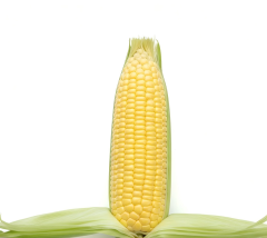 Fresh Sweet Corn - Premium Whole Ears for Wholesale Supply