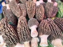 Morchella Esculenta
