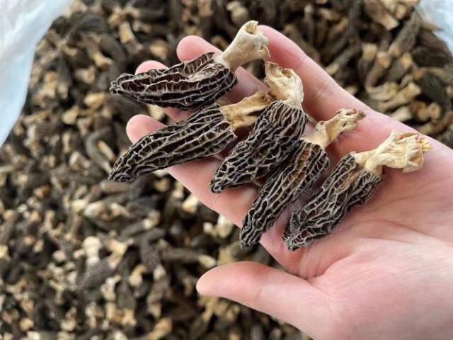 Morchella Esculenta