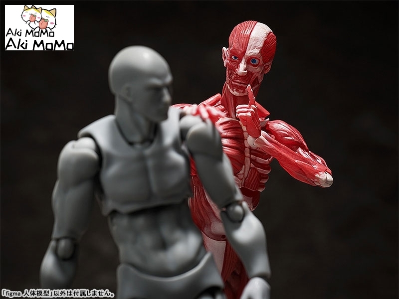 (Pre-order) FREEing figma Human Anatomical Model