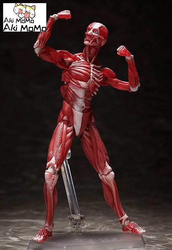 (Pre-order) FREEing figma Human Anatomical Model