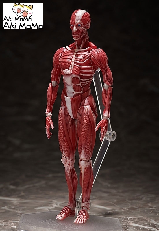 (Pre-order) FREEing figma Human Anatomical Model