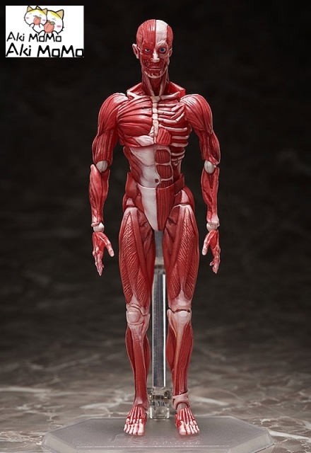 (Pre-order) FREEing figma Human Anatomical Model