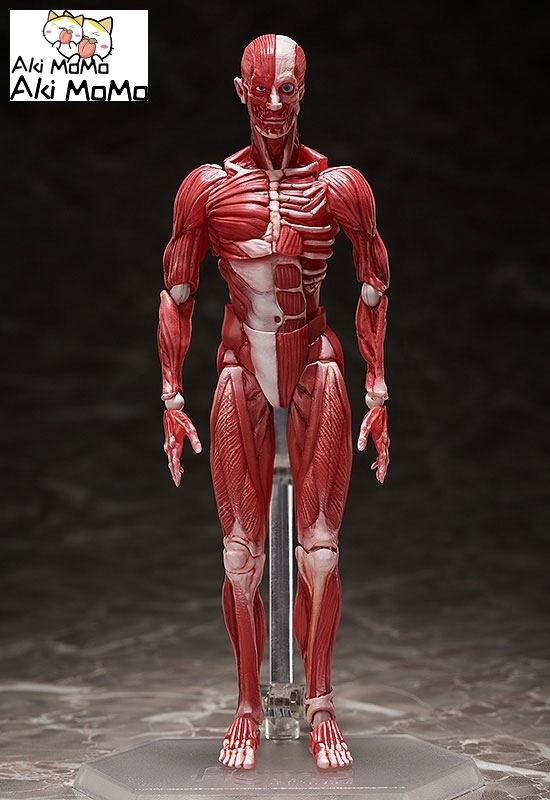 (Pre-order) FREEing figma Human Anatomical Model