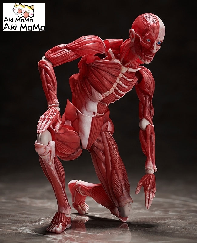 (Pre-order) FREEing figma Human Anatomical Model