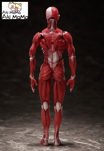 (Pre-order) FREEing figma Human Anatomical Model