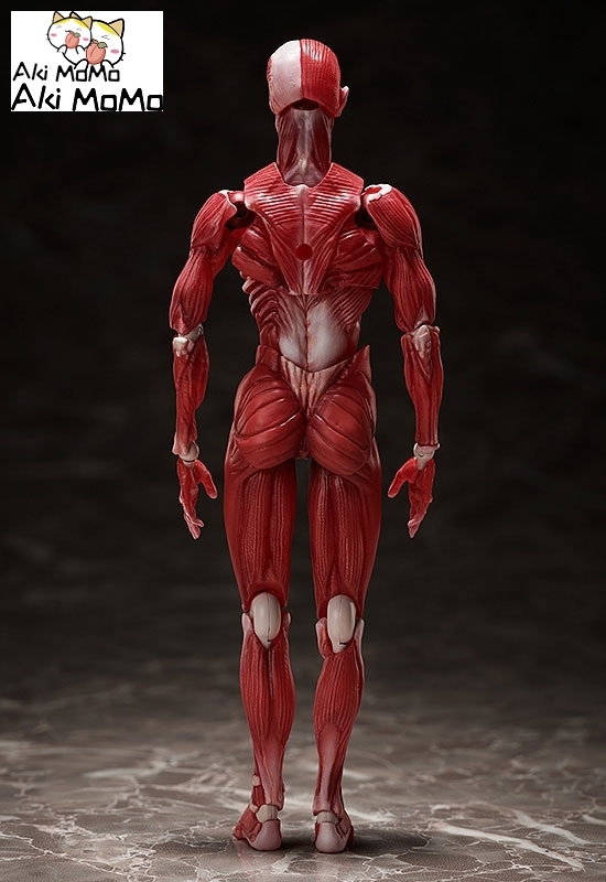 (Pre-order) FREEing figma Human Anatomical Model