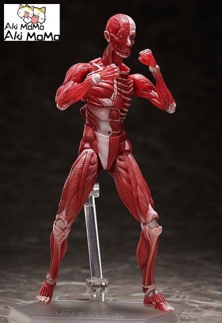 (Pre-order) FREEing figma Human Anatomical Model