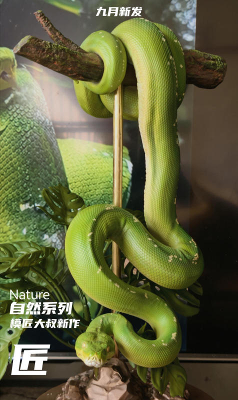 Mojiang Dashu Nature Series 1/2 Green Tree Python