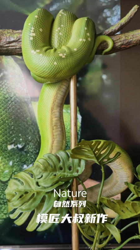 Mojiang Dashu Nature Series 1/6 Green Tree Python