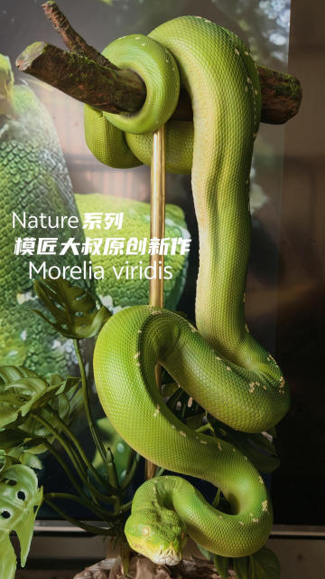 Mojiang Dashu Nature Series 1/2 Green Tree Python