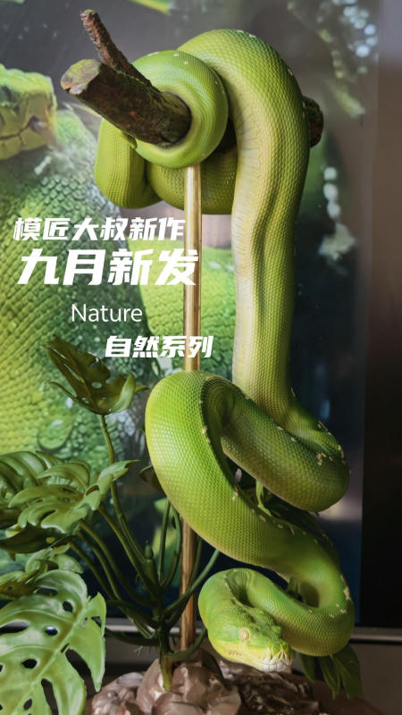 Mojiang Dashu Nature Series 1/6 Green Tree Python