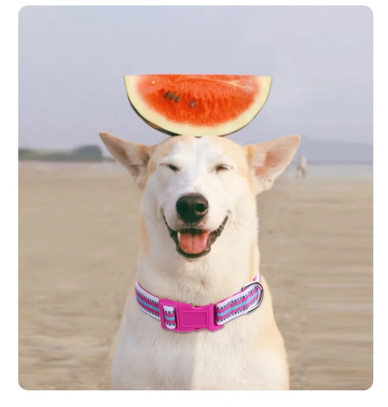 Heavy Duty Soft Adjustable Reflective Nylon Dog Collar Neoprene Striped Colourful Padded Dog Collar With Quick Release Buckle