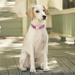 Wholesale Custom Pet Dog Collar Colorful Stripes Medium Small Luxury Nylon Metal Buckle Pet Dog Collar and Leash Set
