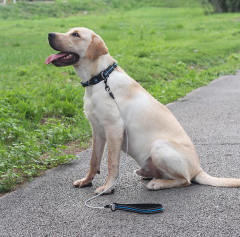 Anti-bite steel wire core dog leash