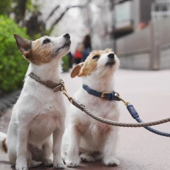 Customized Logo Lightweight explosion-proof Handmade adjustable pet custom Dog Collar And Leash Set
