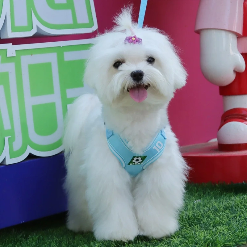 Stock pet harnesses products supplies Reflective Pet Chest Carrier Outdoor Pet Training Chest and Back Wholesale Customized