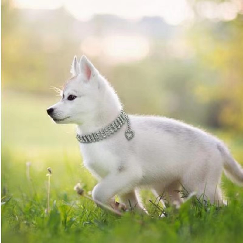 Four rows of diamond pet collars, cat and dog chains, heart-shaped accessories
