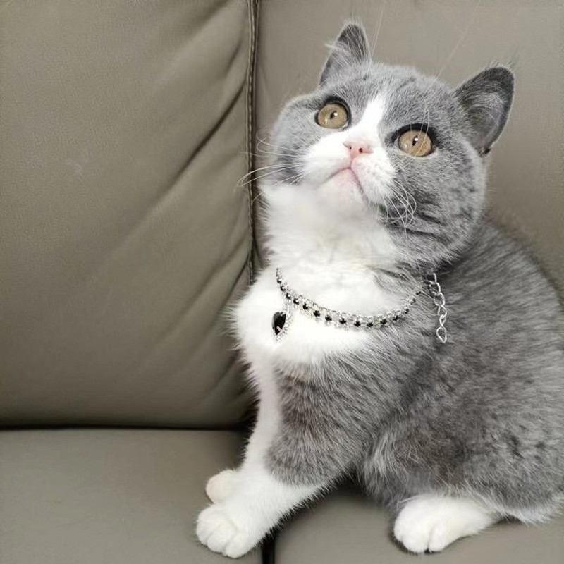Rhinestone Rhinestone Jewelry Collar