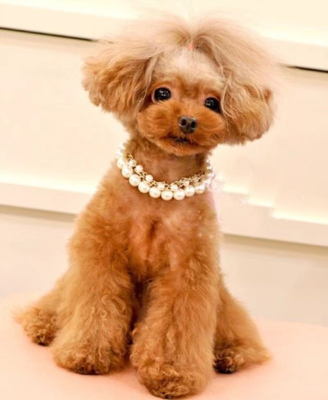 Pearl Pet Collar Bell Cat Dog Pet Jewelry