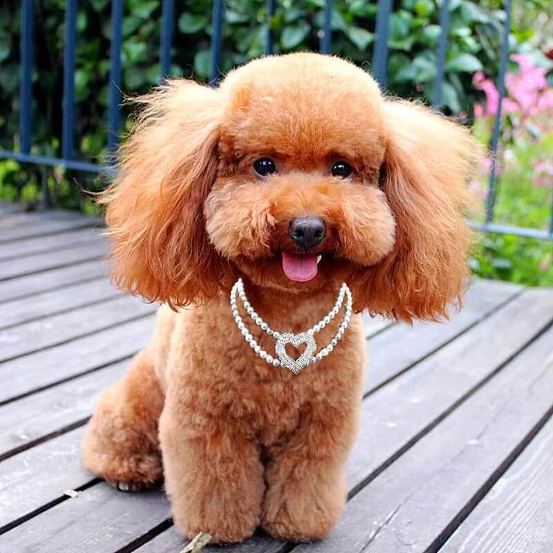 Two Row Pearl Rhinestone Heart Pet Ornament