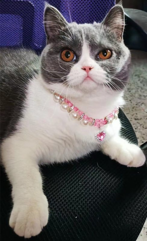 Hand Braided Pearl Necklace Pet Jewelry