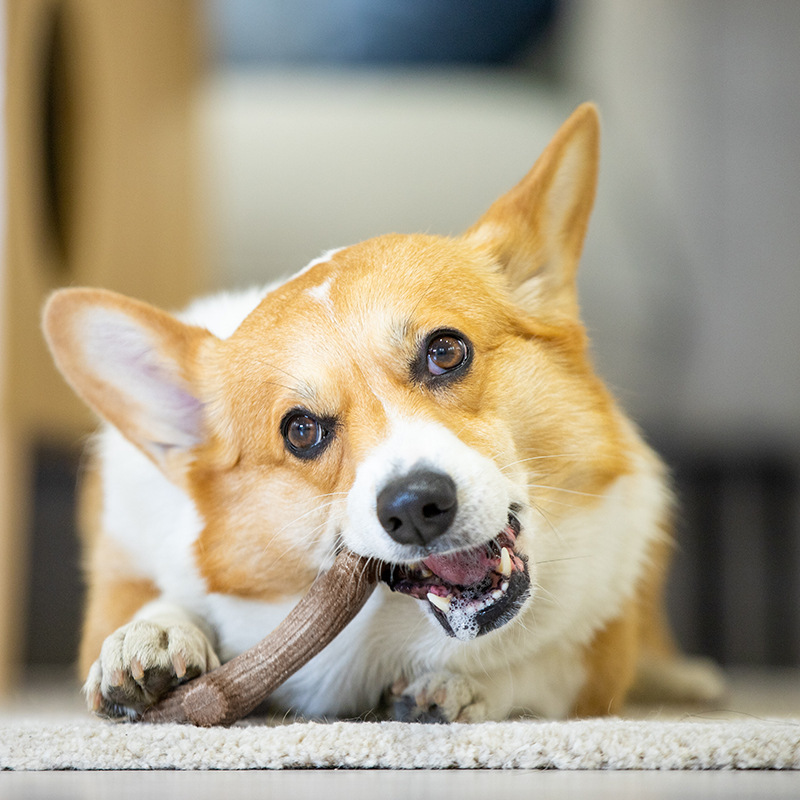 GiGwi dog wood plastic deer antlers teething toy stick, chew-resistant dog toy for puppies, small, medium and large dogs