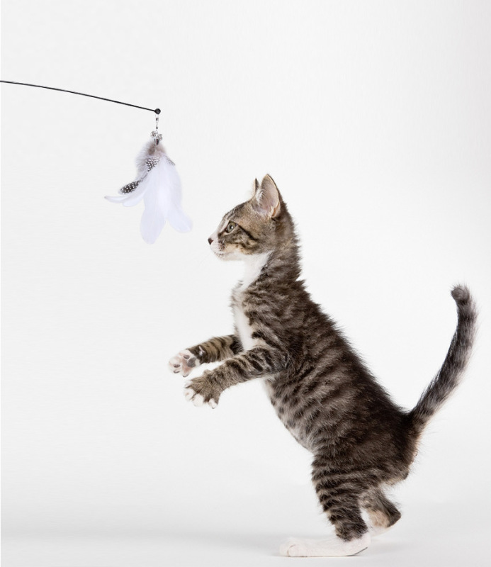 Self-entertainment suction cup feather cat teaser, feather bell cat teaser