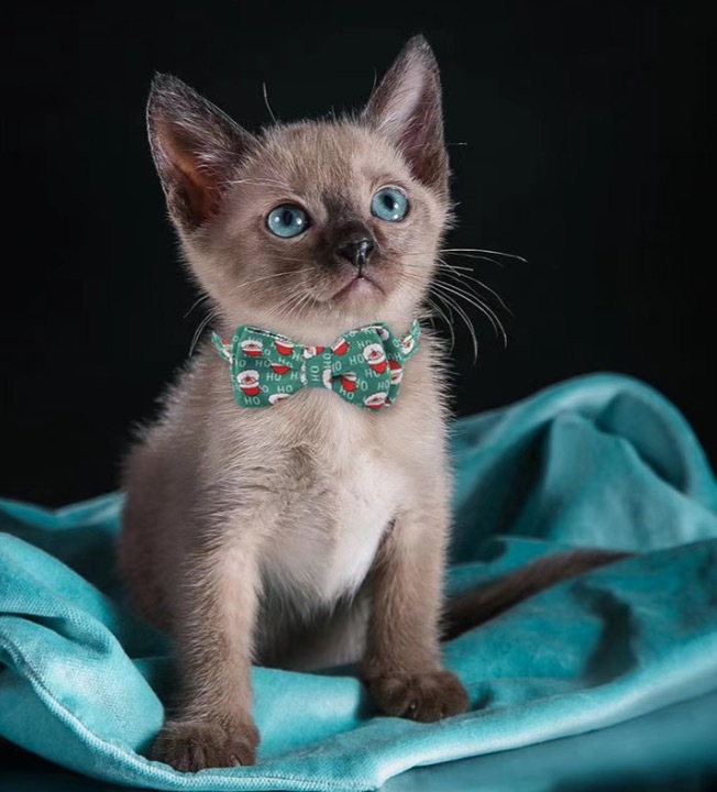 New Pet products Festivals series Cat Collar Halloween Christmas and Thanksgiving Cat collar Kitten collar with bell