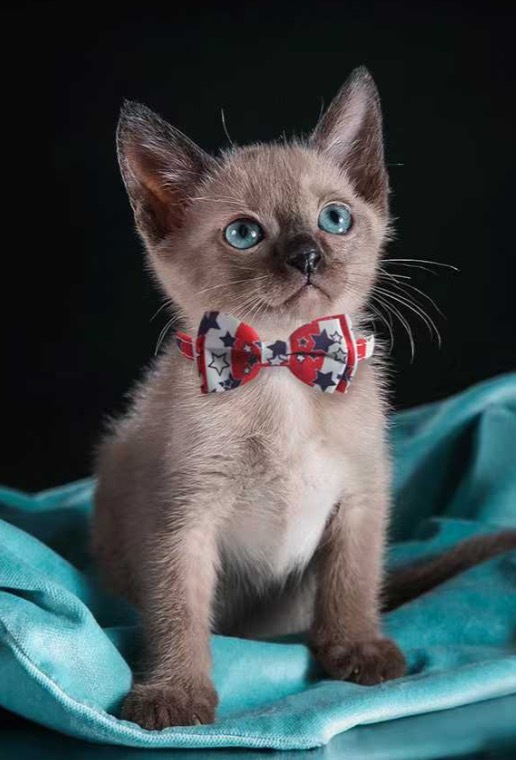 New product with bell pet collar national flag cat and dog collar
