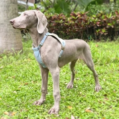 High Quality Dog Leash And Harness WaterProof articulos accesorios para mascotas al mayor
