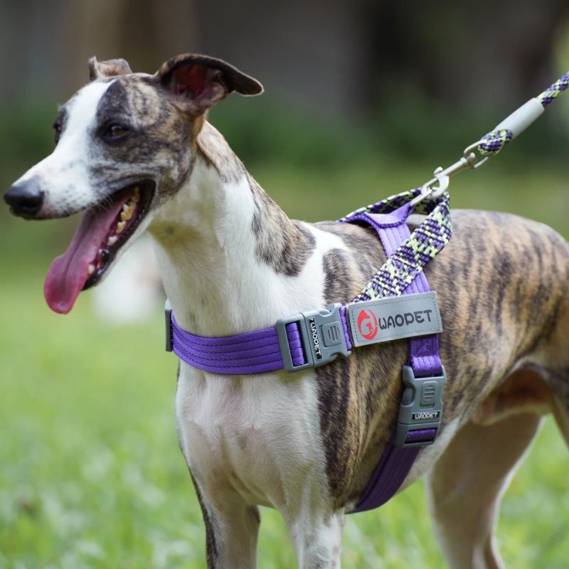 Fashion Style Dog Vest Harnesses For small medium and large dogs durable Nylon Manufacturers pet harness 2024 New