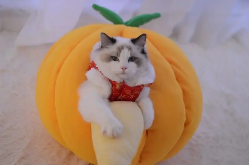 Funny Fruit Design Cat House Nest Winter Warm Pet Cat Mat Pumpkin Nest Cute Fruit Modeling Dog House For Small Dog Teddy Dog Bed