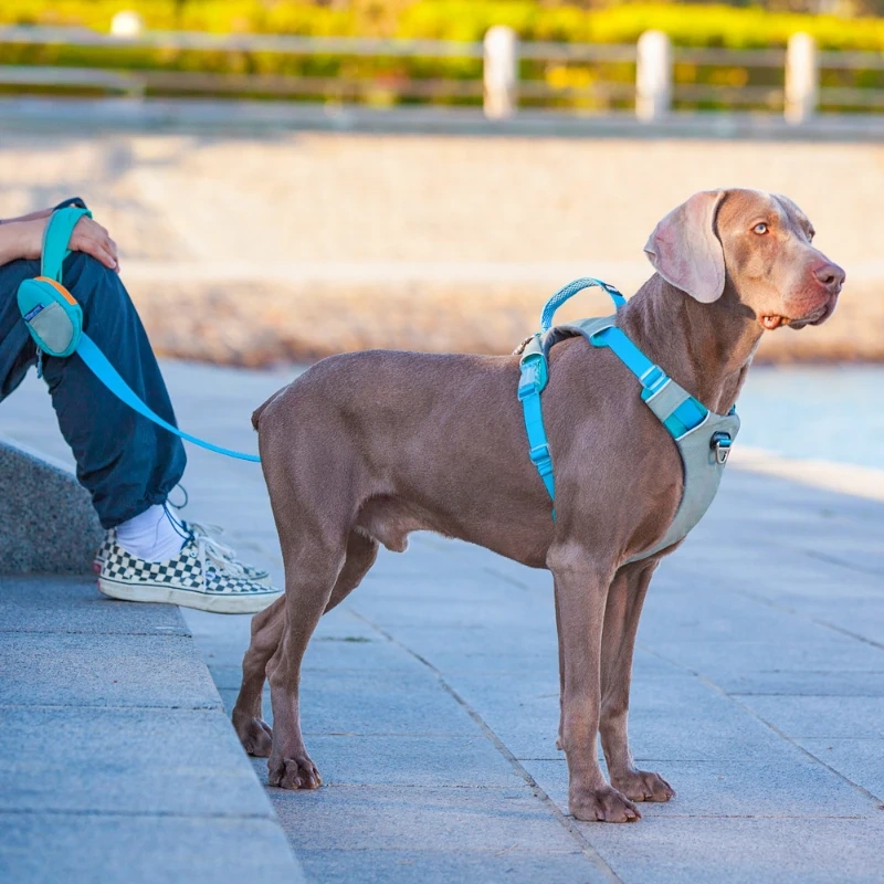 Dog Collar Large Explosion-proof Impact Leash Dog Harnesses Painless Designer Dogs Collar Pectoral Pet Accessories Supplies