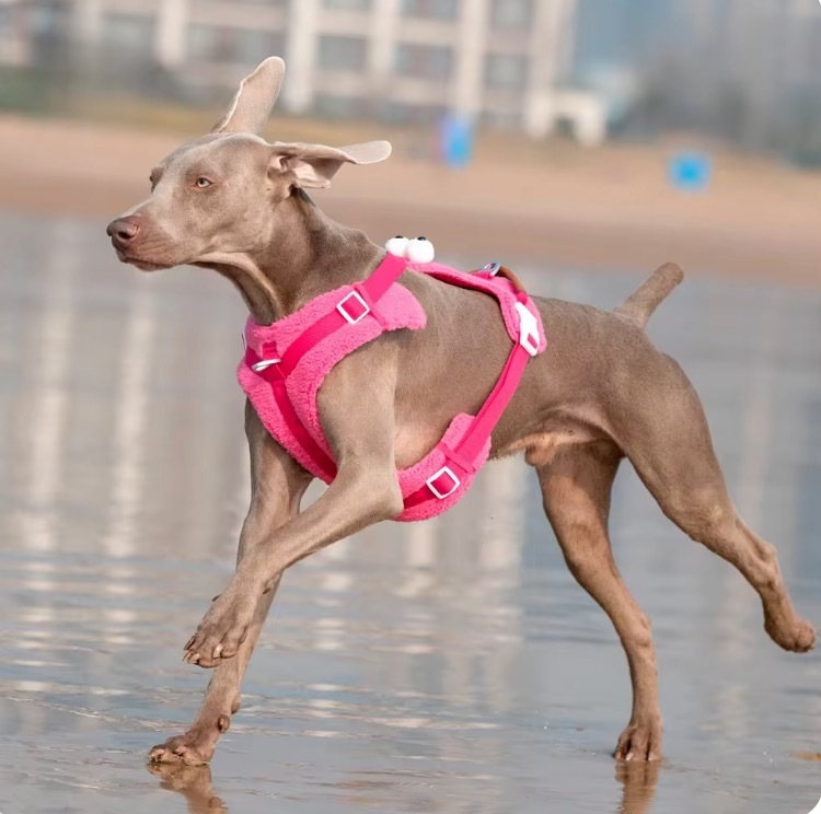 Dog Harness Adjustable  Pet accessories  dog bandana harness for dogs  Outdoor pet training