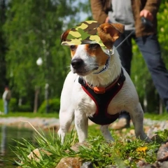 Pet Helmets Dog Cat Bicycle Motorcycle Helmet Outdoor Riding Dog Safety Hat For Traveling Head Protection Pet Travel Supplies