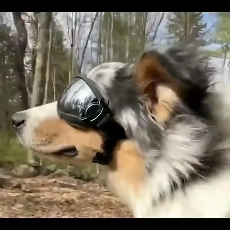 Adjustable Pet Dog Goggles Sunglasses Anti-UV Sun Glasses Eye Wear Protection Black Widely Used Dog Sunglasses Pet Dog Supplies