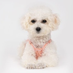 Striped Pet Physiological Pants One-Piece Strap Dog Menstrual Pants Teddy Bichon Bear Puppy Sanitary Pants Dog Underpants Shorts
