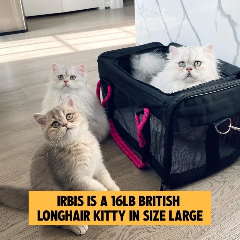 Airline-Compliant Pet Carrier | includes Leash | Suitable for Pets up to 20lbs