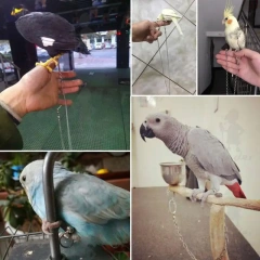 Parrot Stainless Steel Foot Ring Chain Opening Activity Ring Nyasa Cockatiel Cockatoo Sun Conure Monk Parakeet Stand Anklet