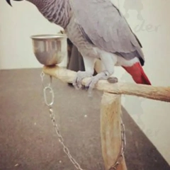 Parrot Stainless Steel Foot Ring Chain Opening Activity Ring Nyasa Cockatiel Cockatoo Sun Conure Monk Parakeet Stand Anklet