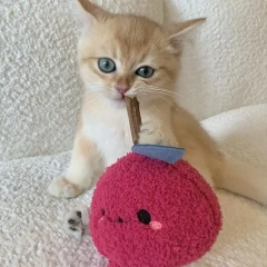 Chew Toy For Cats Funny Cute Onion Toy Cartoon Chew Stick Kittens Pet Supplies Natural Safe Cat Toy For Pet Cat Kitten Oral