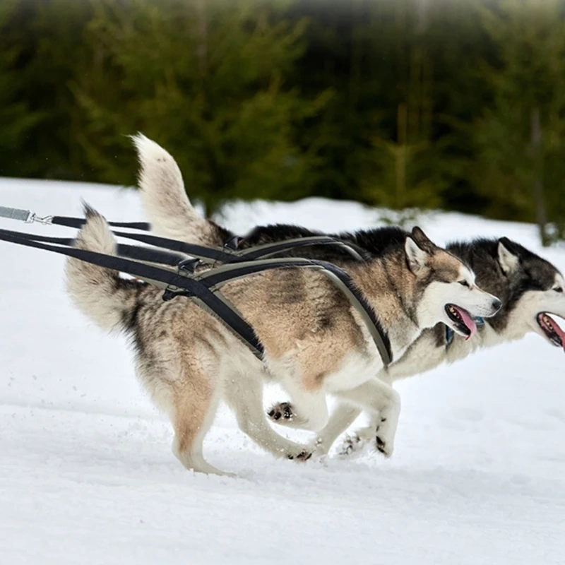 Pet Safety Harnesses Durable Dog Harnesses Comfortable Dog Harnesses Dog Walking Gear for Safe Outdoor Walks
