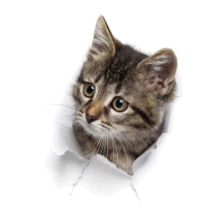 Toilet Sticker Cute Cat Bathroom Toilet Cover Sticker Wall Stickers Animal Wc Accessories For Home Bathroom Decor Decals  S7