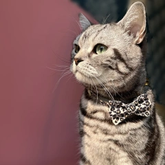 Adjustable Leopard Print Cat Collar with Bowtie, Stylish & Comfortable, Perfect Fit for Any Cat Size