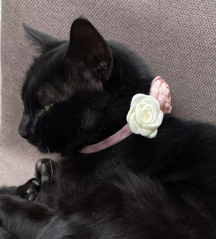 NiBao High Quality Adjustable with Bowtie Cat Pet Collar for Girl Kitten Small Dogs Pets