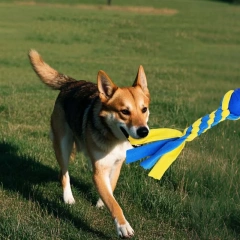 Wholesale Dog Toys High Quality Chew Eco Friendly Dog Toy Interactive Toys for Dog